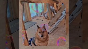 1000056140.mp4 (Собака наблюдает за устройством лестницы на 2-ой этаж в доме А-фрейм)