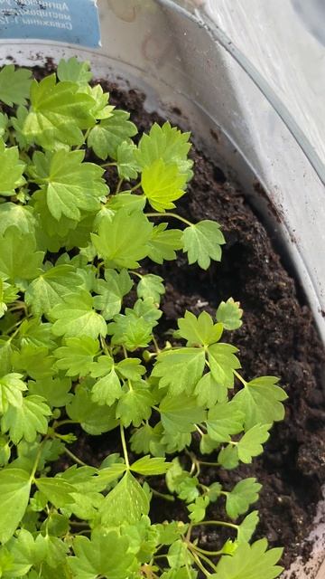 Посейте землянику 6