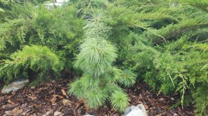 Наши хвойные в середине апреля.