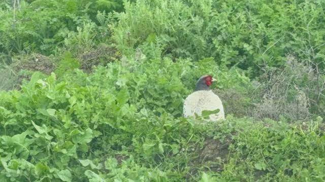 весна пришла