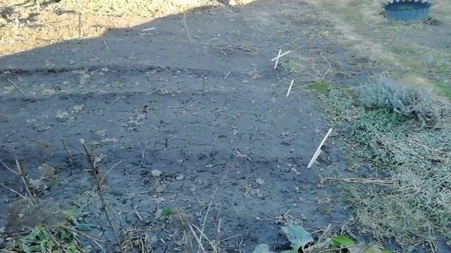 Свой сезон ждут наши грядки