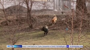 Синяки и кровоподтёки: в Прокопьевске собаки атакуют детей