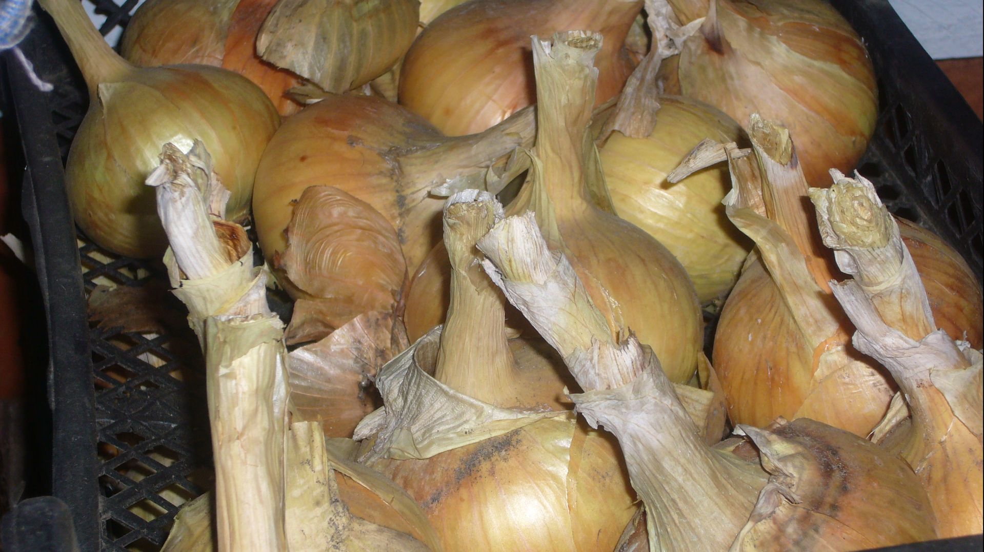 2355. ВПЛ. Лук севок высаживаю в грядку.