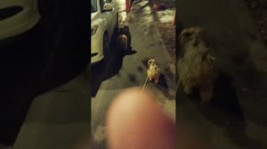 Мы идём гулять с собакой! | 15-апр-2026