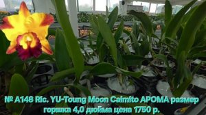 № А148 Rlc. YU-Toung Moon Caimito АРОМА размер горшка 4,0 дюйма