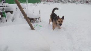 Зима 2026 года)Белый копатель.