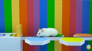 Хомячок сбегает из опасного огненного лабиринта! часть 8