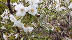 Цветение вишнёвого дерева 2026.04.13