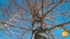 Березовый сок: главное - березку не обидеть... Доброе утро. Фрагмент выпуска от 15.04.2026