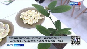 Секреты павловского лимона