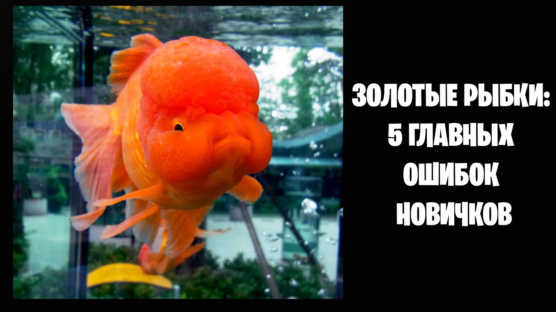 Золотые рыбки: 5 главных ошибок новичков