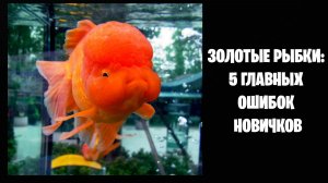 Золотые рыбки: 5 главных ошибок новичков