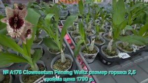 № А176 Clowesetum Penang Waltz размер горшка 2,5 дюйма