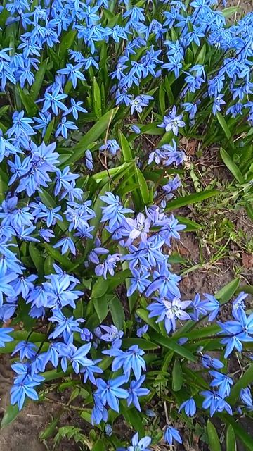 Сколько цветет голубая пролеска