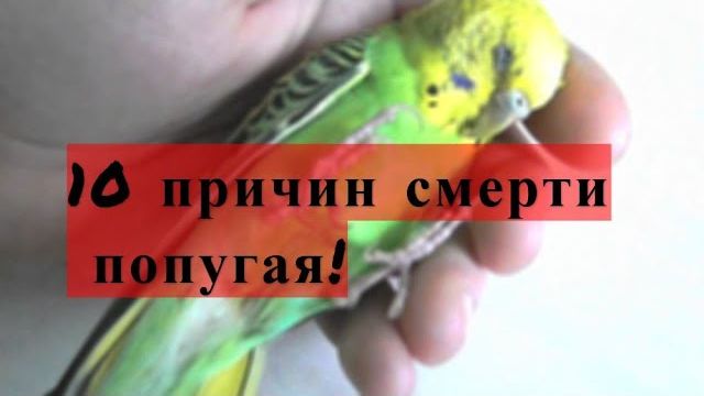 10 причин почему умирает попугай! 10 причин смерти попугая! Почему умирает волнистый попугай?