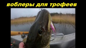 Воблеры для трофейной щуки
