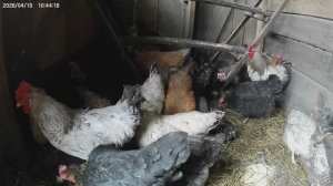 Кормлю курочек . Снег тает. А работа нет.