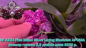 № А234 Phal Mituo Silver Lining Blastoise АРОМА размер горшка 2,5 дюйма