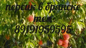 Дача перезимовка персика .