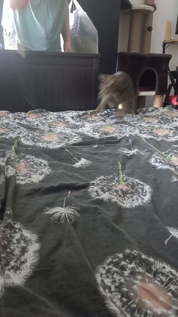 Мурзик играет