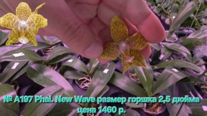№ А197 Phal. New Wave размер горшка 2,5 дюйма