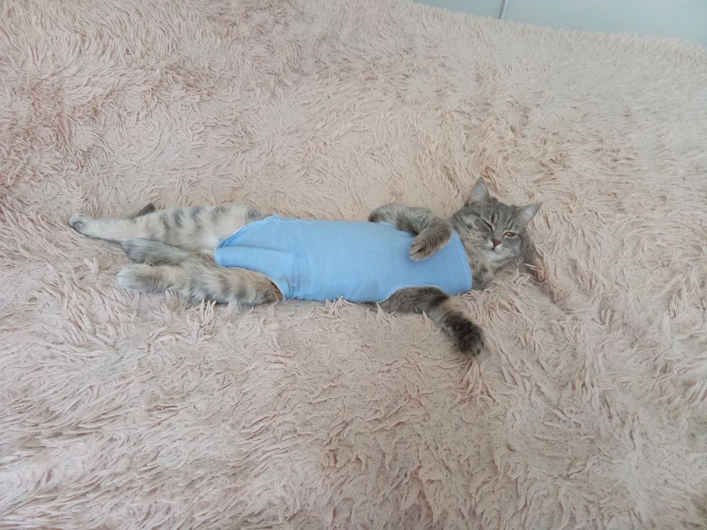 делаю себе бутерброд.