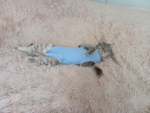 делаю себе бутерброд.