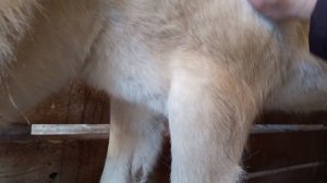 #жизнь_Аликорна 09.04.26 Восстанавливаемся после операции.