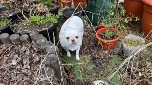 Гуляем, сад проверяем.