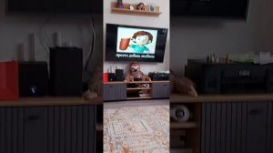 🤣😂!смотри до конца!😂🤣