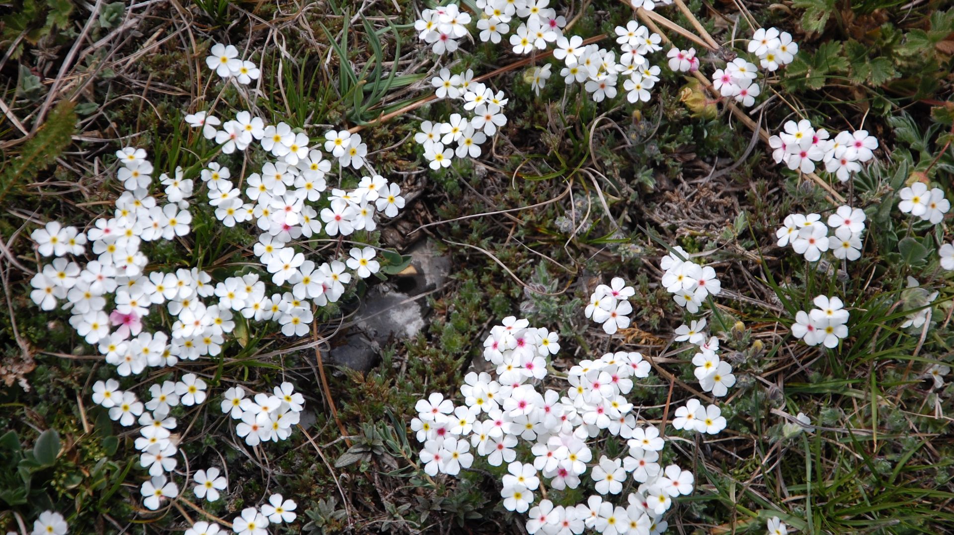 Александр Глазунов - Etude, Op.31 No.3 - Night. Allegretto quasi andantino