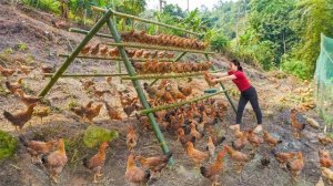 Собираю куриные и утиные яйца для продажи. Покупаю брезент для курятника. Серия 90. Ли Фук Ви