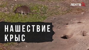 В Буграх и Мурино жалуются на нашествие крыс