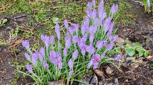 Апрельский сад 15-04-2026