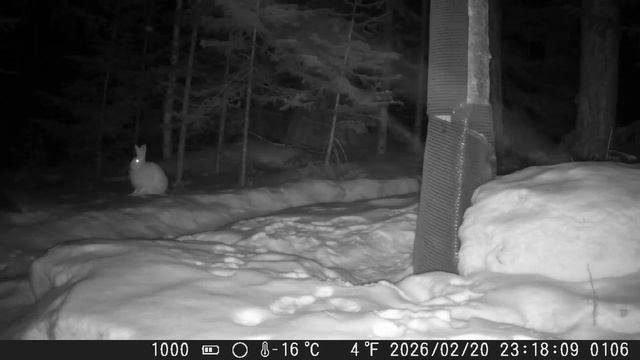 Видео от Красноярская тайга. Фотоловушки