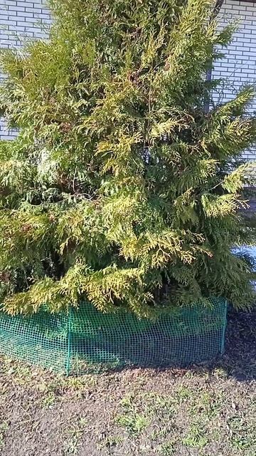 Чем подкормить туи в апреле: варианты удобрений