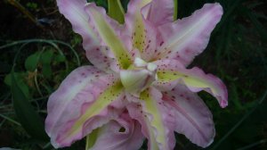 2353. ВПЛ. Восточки,ОТ гибриды в плетёнку .