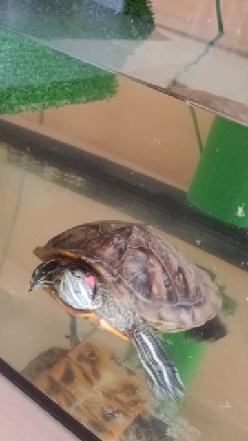 Окуневский Детский дом Мечта