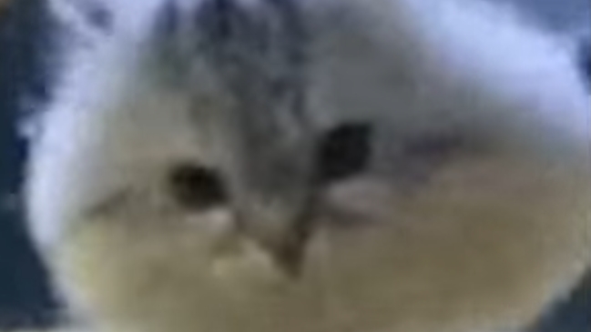 На конкурс нуби