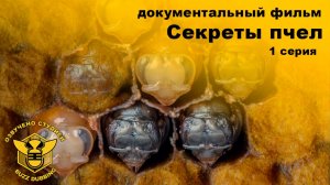 Секреты пчел - Secrets of the Bees - 2026 - Док.фильм - 1 серия