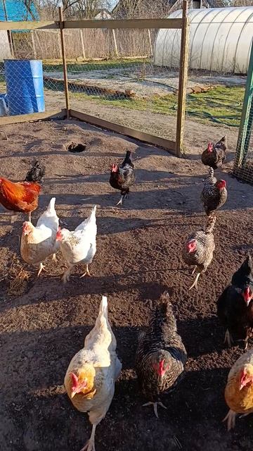 Плотный у кур  никто не отменял 