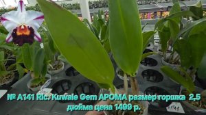 № А141 Rlc. Kuwale Gem АРОМА размер горшка  2,5 дюйма