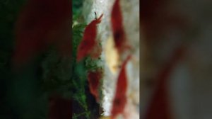 Борьба за корм