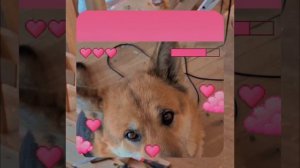 1000056134.mp4 (Собака наблюдает за устройством лестницы на 2-ой этаж в доме А-фрейм)