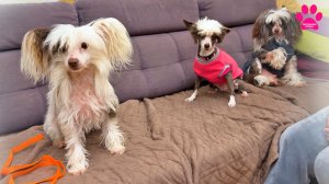 Отдем 4 собаки - БЕСПЛАТНО!