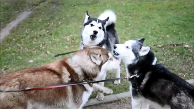 Хаски в городе, прогулка по парку (video_2021-06-18).