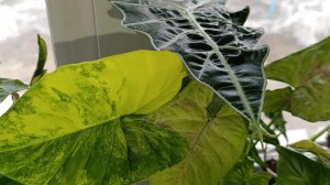 комнатные растения/посадки излишек 🪴🪴🪴