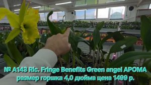 № А143 Rlc. Fringe Benefits Green angel АРОМА  размер горшка 4,0 дюйма