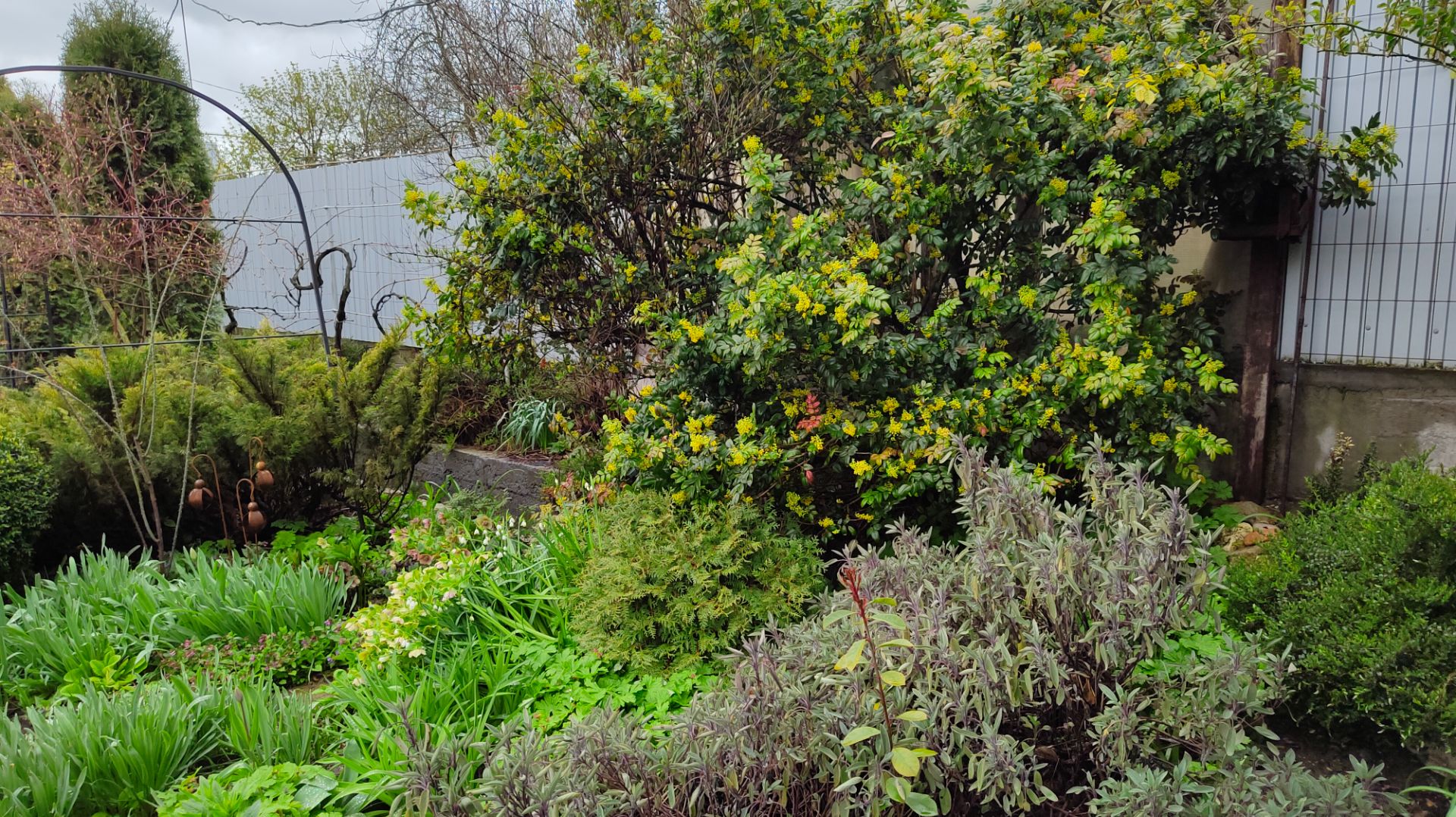 Вечнозеленые кустарники в моём саду: магония, лавровишни, бересклеты, кизильник, жимолость.13.04.26