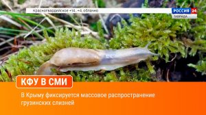 В Крыму фиксируется массовое распространение грузинских слизней
